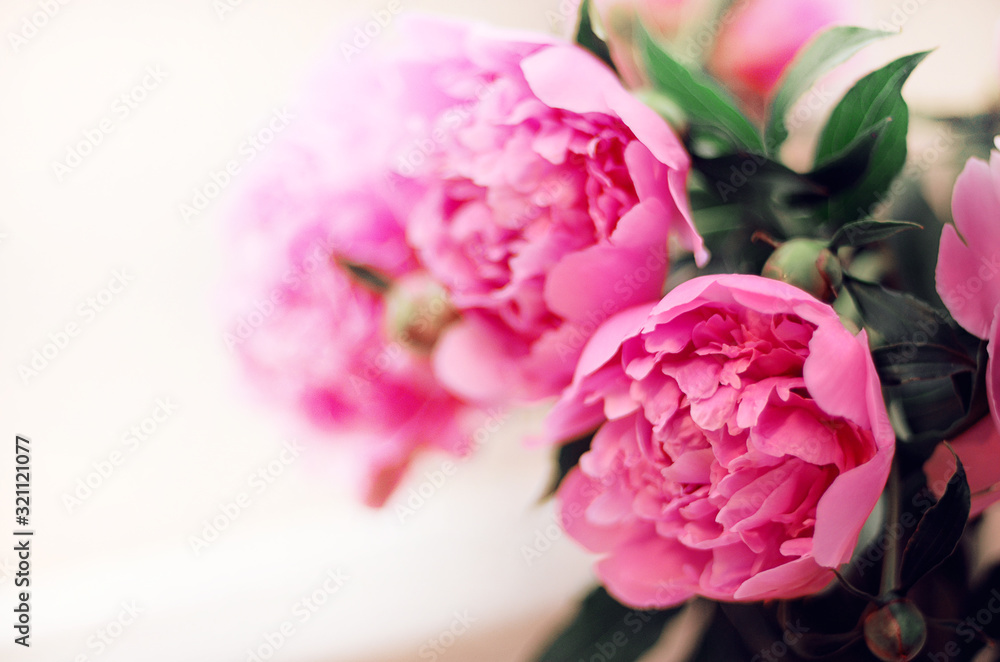 Blooming peony Bud. Pale pink. Pink flower. The peony blossomed. The most delicate flowers. Very large flower buds. Blooming peony Bud. Pale pink. Pink flower. The peony blossomed. The most delicate flowers. Very large flower buds.