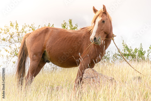 Caballo comiendo