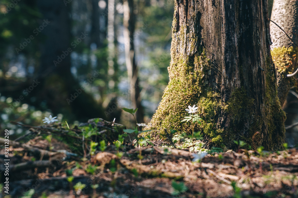 Spring forest at bright sunny day, closeup. Spring forest at bright sunny day, closeup.