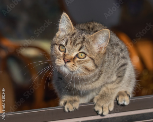 Little tabby kitten sitting in the sunshine and watching birds with tilted head © rhoenes