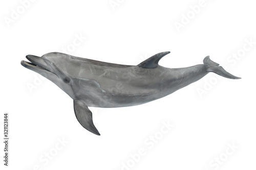 Big grey ocean dolphin isolated on white background for design © wolfelarry