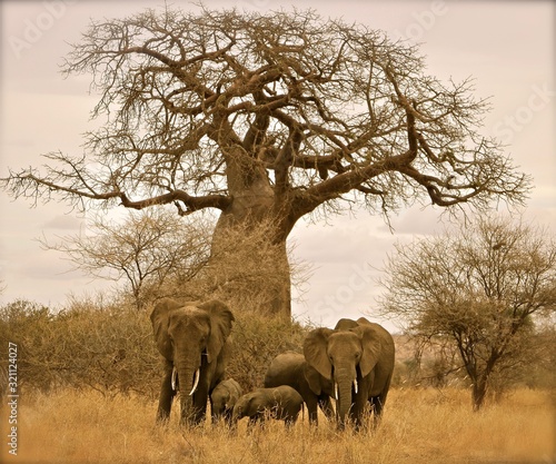 Photography Tanzania baobab tree and elephants