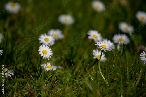 ittle white summer daisy in a meadow among green grass on a sunny day