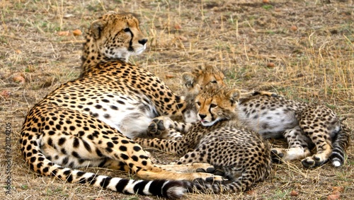 Tanzania cheetah and her cubs