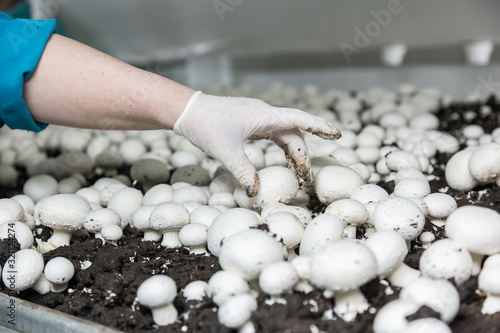 Worker gathering new champignons harvest on a mushroom farm