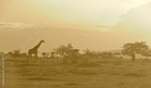 Tanzania serengeti sunrise