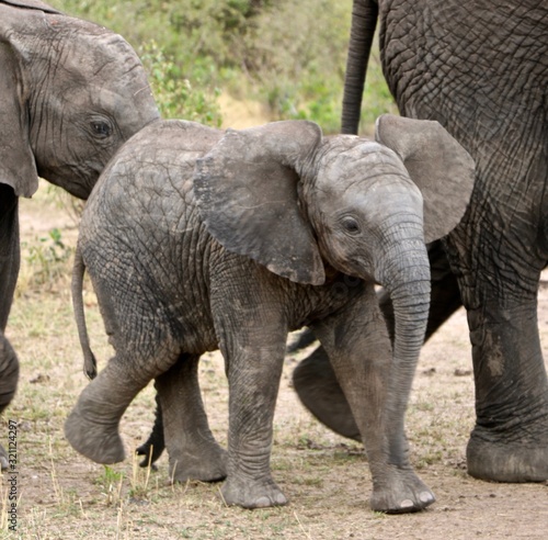 Tanzania baby elephant 