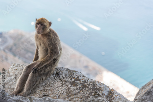 A monkey on The Rock of Giblaltar