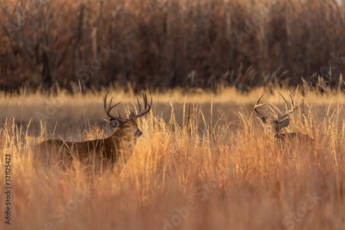 Canvas Print Pair of Rutting Whitetail Deer Bucks in Colorado in Fall