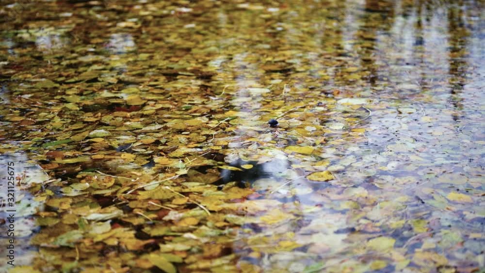 Autumn bright leaves in water. Leaves of different colors float in the water, sad autumn weather. Autumn bright leaves in water. Leaves of different colors float in the water, sad autumn weather.