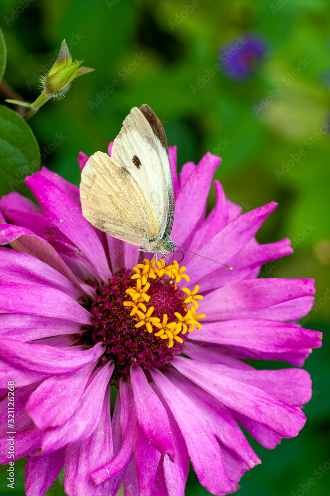 Macro shot of a butterfly on a summer flower Macro shot of a butterfly on a summer flower