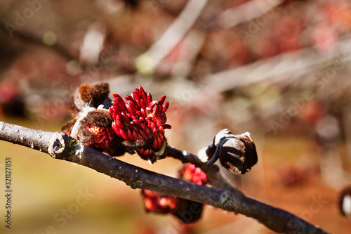 Persian ironwood flowers
