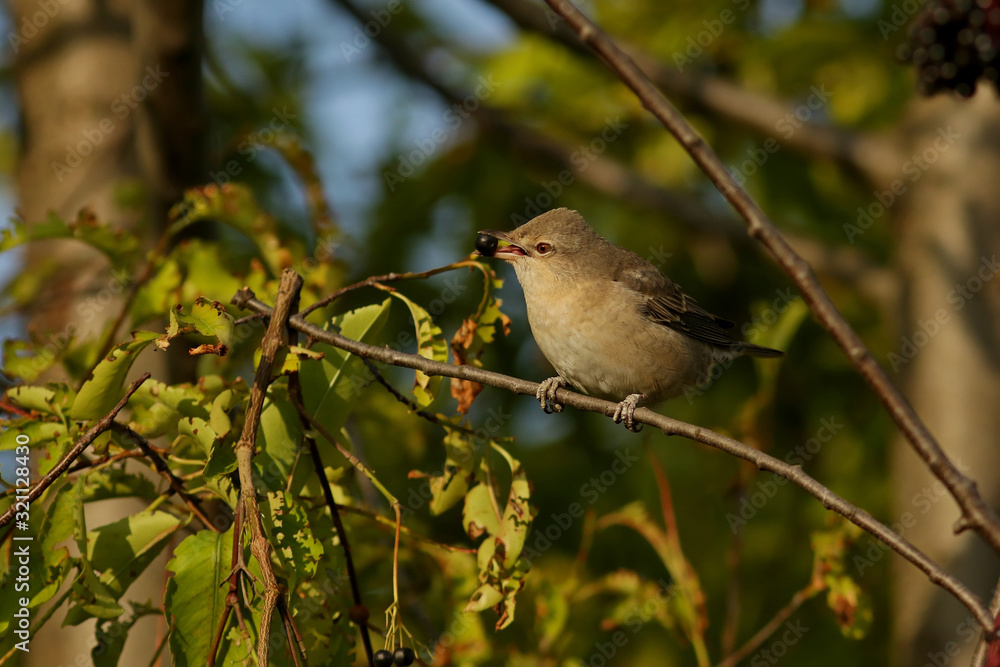 bird on a branch bird on a branch