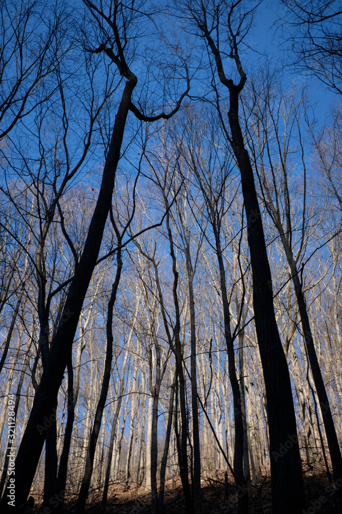silhouette of trees in the sunset light of the forest silhouette of trees in the sunset light of the forest