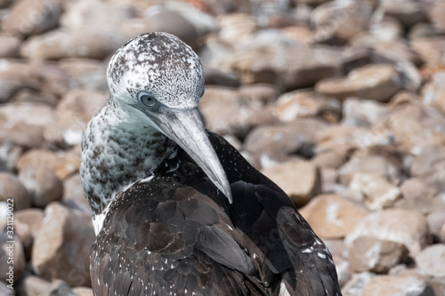 Fotografie Young Gannet Looking over its Wing