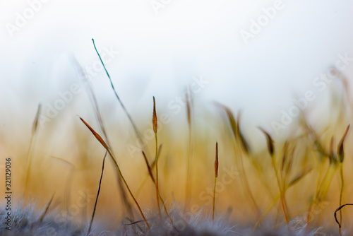 Landscape formed by sporangia photo