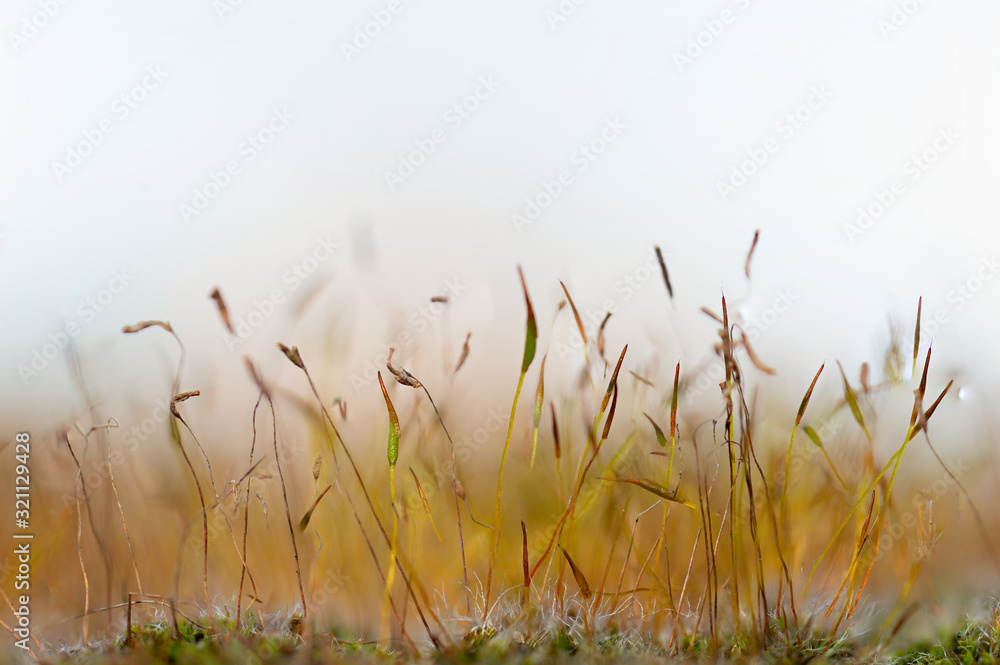 Landscape formed by sporangia Landscape formed by sporangia
