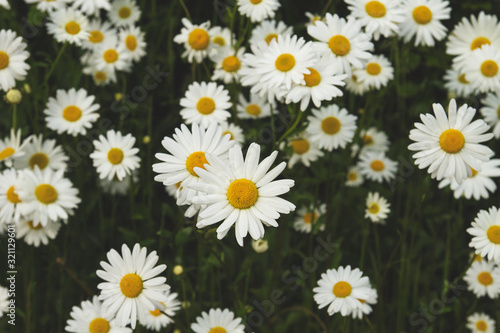 фотографія white daisies