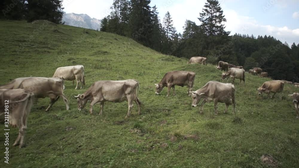 WS POV Domestic cattle grazing on hill in Switzerland WS POV Domestic cattle grazing on hill in Switzerland