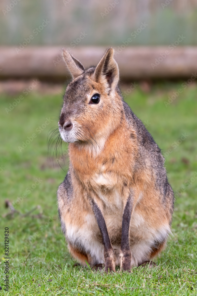Fototapeta premium Patagonian Mara Resting on Grass