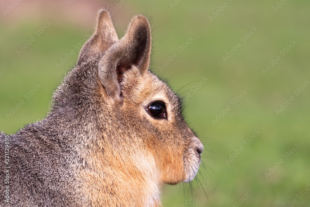 Fototapeta premium Patagonian Mara Resting on Grass
