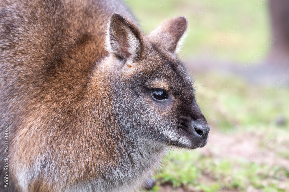 Head Portrait of a Wallaby