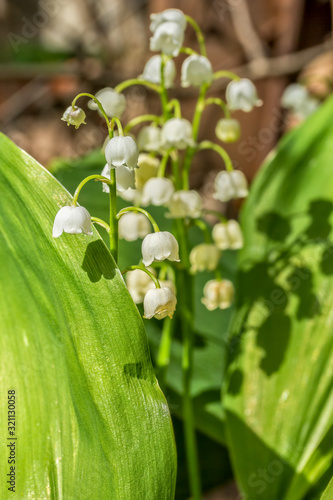 White spring lily of the valley on a blurred background