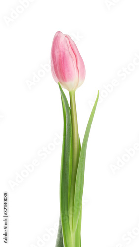 Beautiful pink spring tulip on white background © New Africa