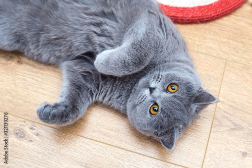 Beautiful grey cat lying in a belly-up position