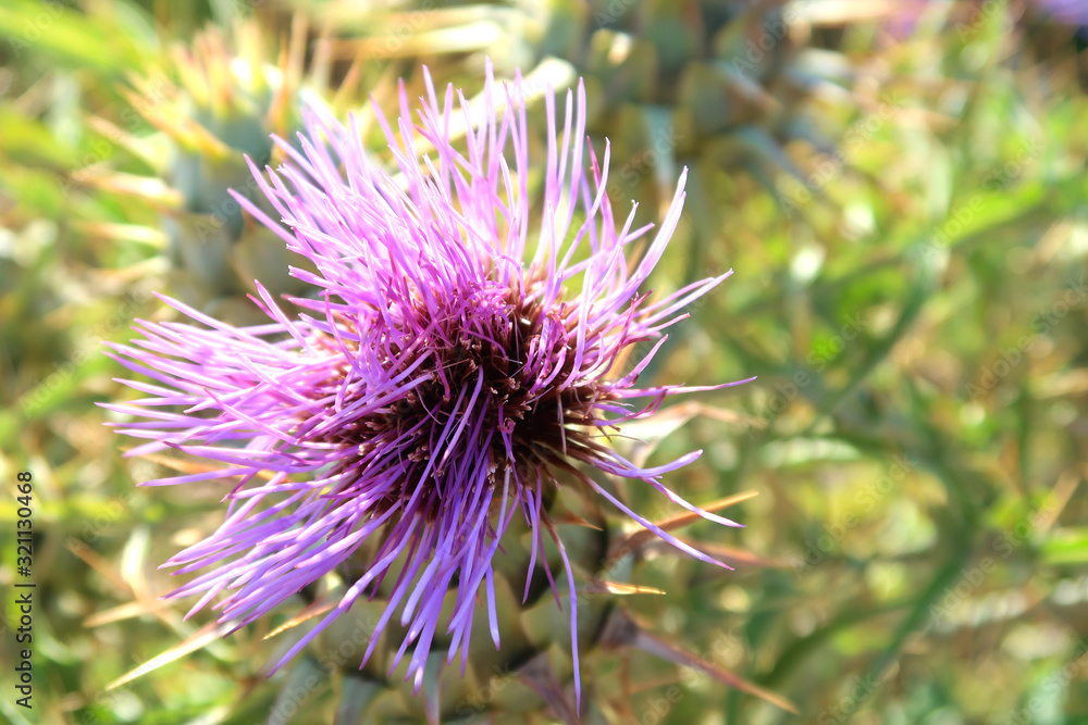 Wild pink thorny thistle at the field near the ancient town of Matera (Sassi di Matera), Basilicata, southern Italy Wild pink thorny thistle at the field near the ancient town of Matera (Sassi di Matera), Basilicata, southern Italy