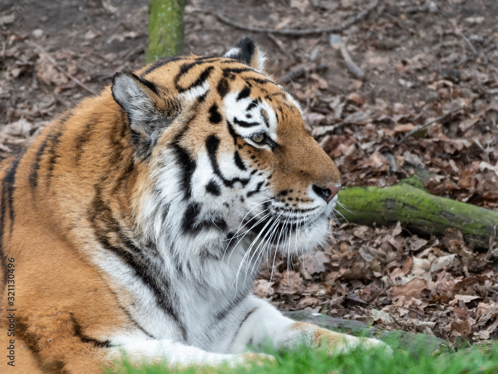 Obraz premium Powerful Amur Tiger Resting on Grass