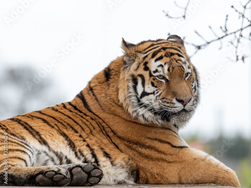 Powerful Amur Tiger Resting on Grass