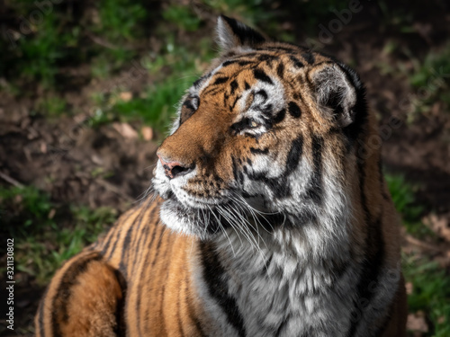 Head Portrait of a Powerful Amur Tiger