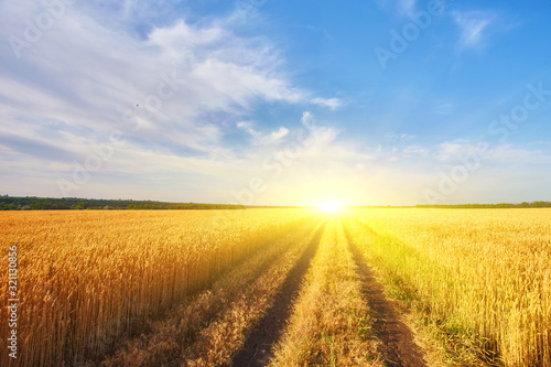 countryside road through fields with wheat