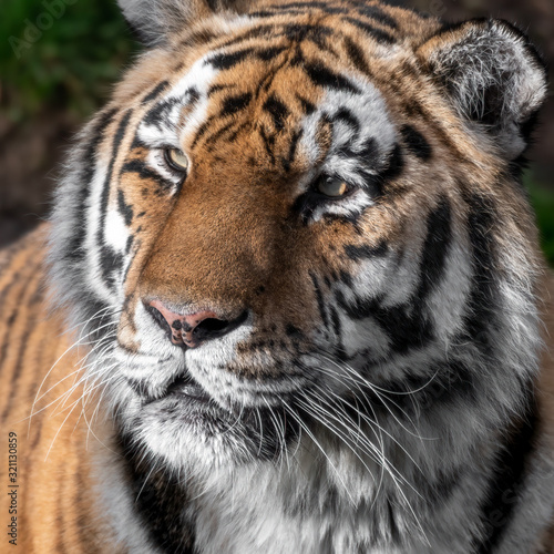 Head Portrait of a Powerful Amur Tiger
