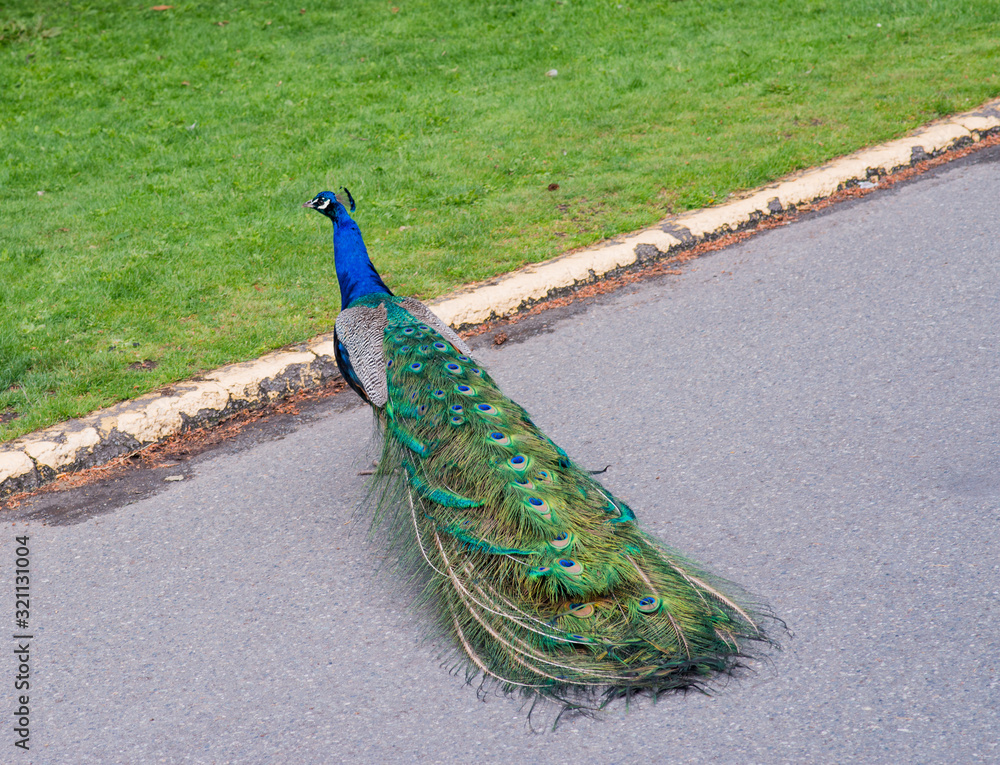 Obraz premium peacock with feathers