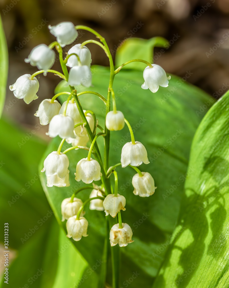 Spring lily of the valley on a blurred background, macro Spring lily of the valley on a blurred background, macro