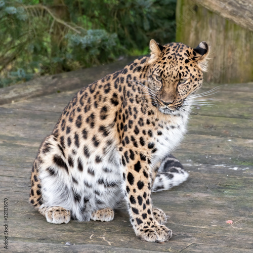 Majestic Amur Leopard Feeding on a Pheasant