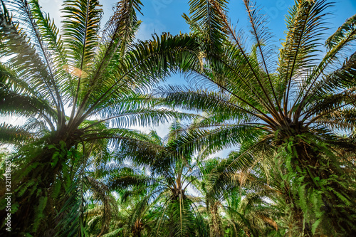 Palm plantation. Trees with large leaves on a clear sky background