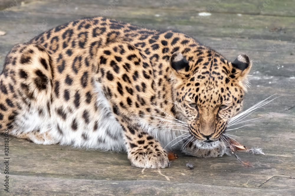 Majestic Amur Leopard Feeding on a Pheasant Majestic Amur Leopard Feeding on a Pheasant