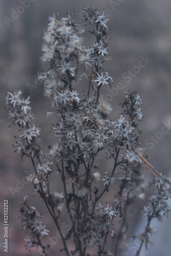 beautiful closeup of dry forest plants