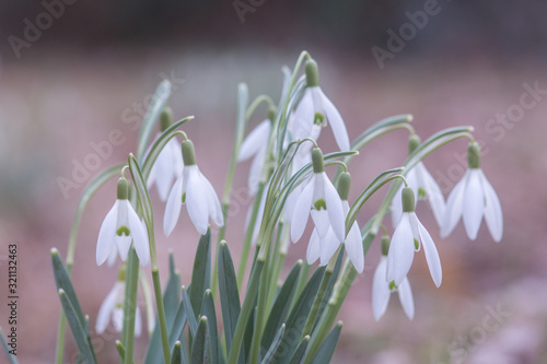 Snowdrops 