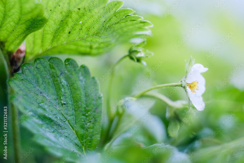 Blooming strawberries in the spring on the field. Fresh green leaves and strawberry flowers. Blooming strawberries in the spring on the field. Fresh green leaves and strawberry flowers.