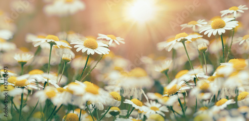 Carta da parati Chamomile in meadow, wild chamomile (chamomile) lit by sunlight