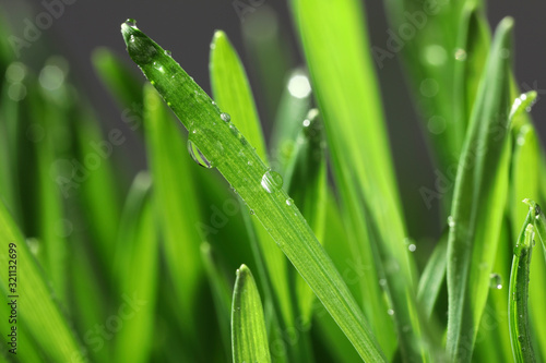 Green lush grass with water drops on blurred background, closeup