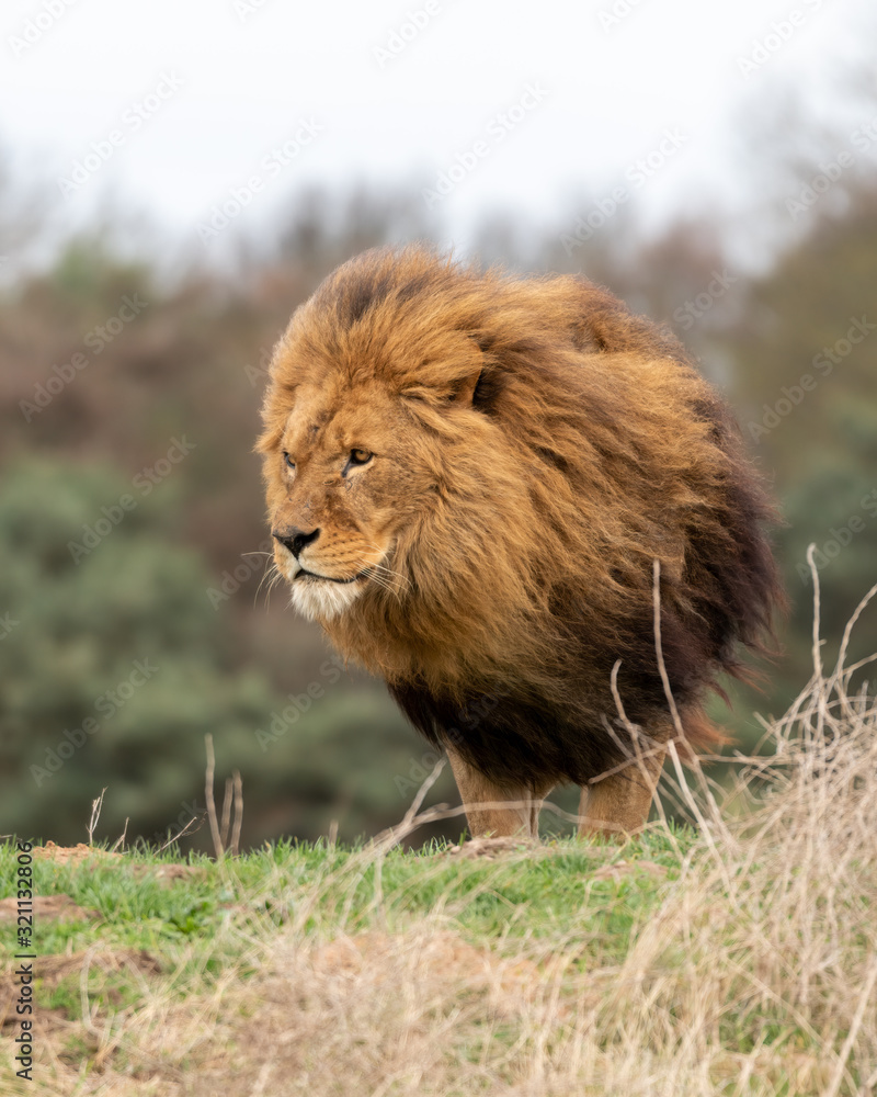 Large Male Lion Main Blowing in Strong Wind Large Male Lion Main Blowing in Strong Wind