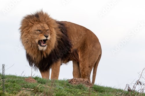 Fototapeta Naklejka Na Ścianę i Meble -  Large Male Lion Showing Its Teeth