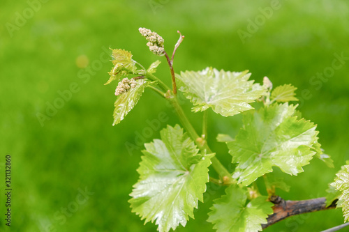 A young green fresh vine grows in spring in a vineyard.