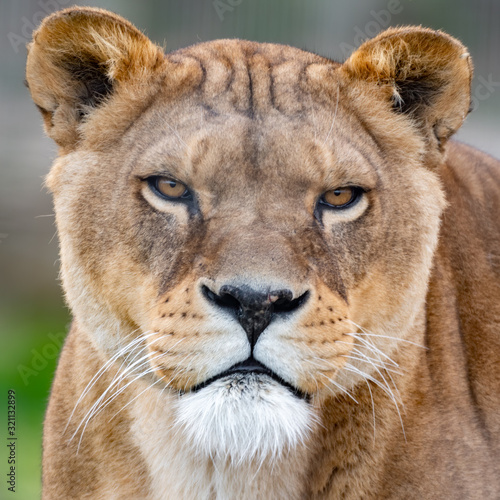 Head Portrait Beautiful Female Lion