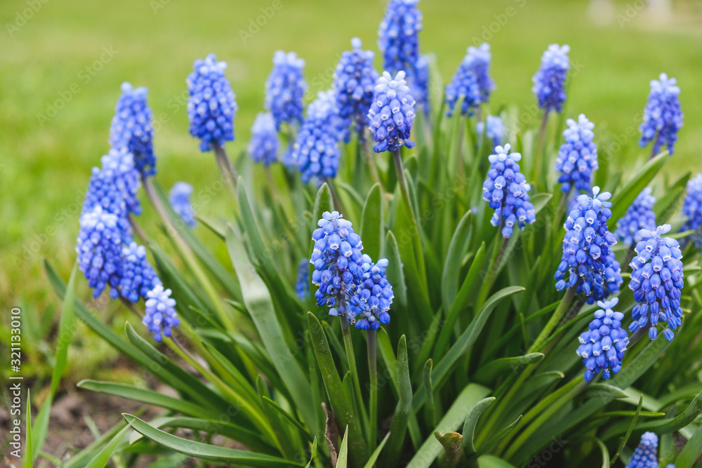 flowering blue flowers of a mouse hyacinth in the spring. flowering blue flowers of a mouse hyacinth in the spring.